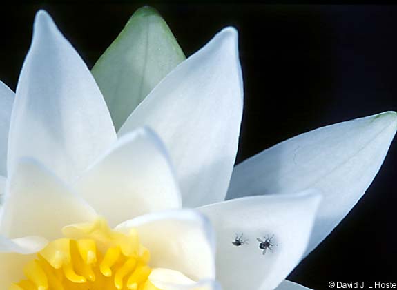 Water Lily, 26 April 2002 - by David J. L'Hoste