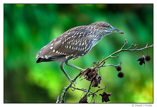 Photography by David J. L'Hoste -  -  Immature Black-crowned Night Heron - July 2004