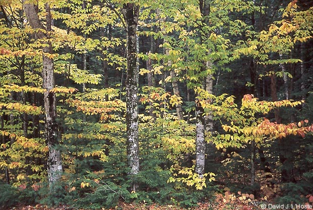 Autumn in New Hampshire  - by David J. L'Hoste