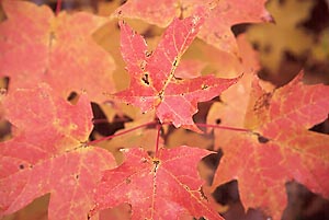 Fall Colors - New Hampshire - by David J. L'Hoste [click for larger image]