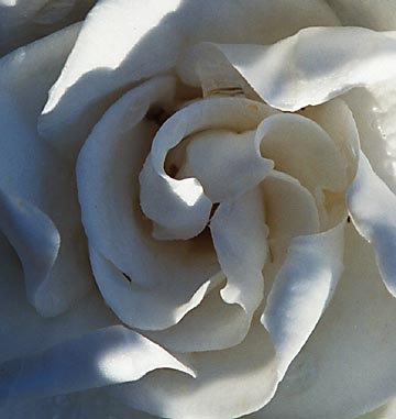 Gardenia (Gardenia jasminoides), 2001 - by David J. L'Hoste