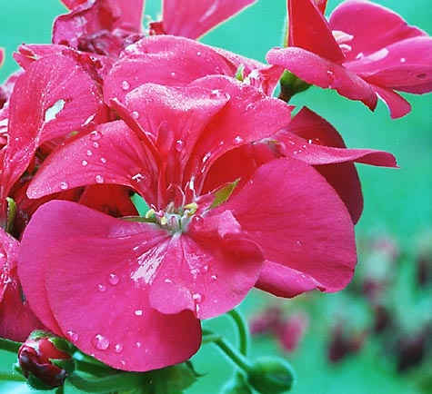 Geranium (Pelargonium sp.), 2001 - by David J. L'Hoste