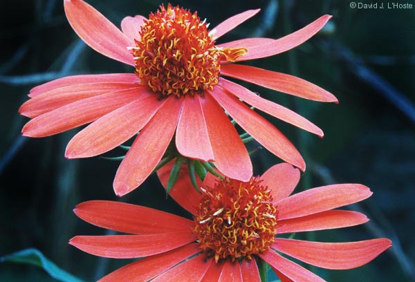 Mexican Flame Vine (Senecio confusus), 2001 - by David J, L'Hoste