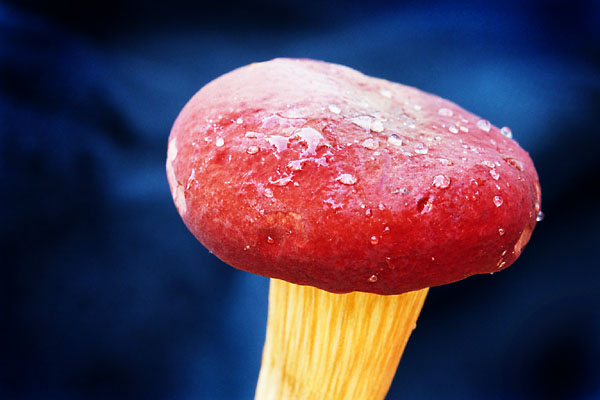 Mushroom, 2001 - by David J. L'Hoste