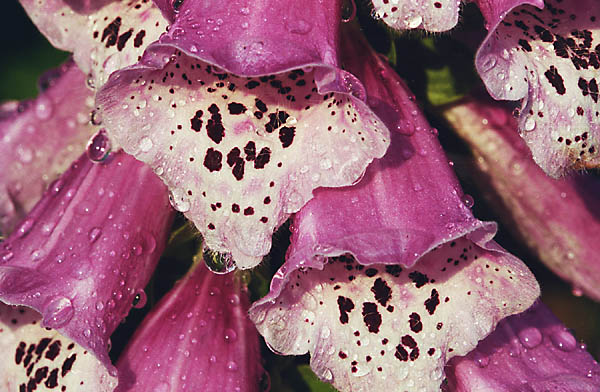 Foxglove (Digitalis pupurea), 2001 - by David J. L'Hoste
