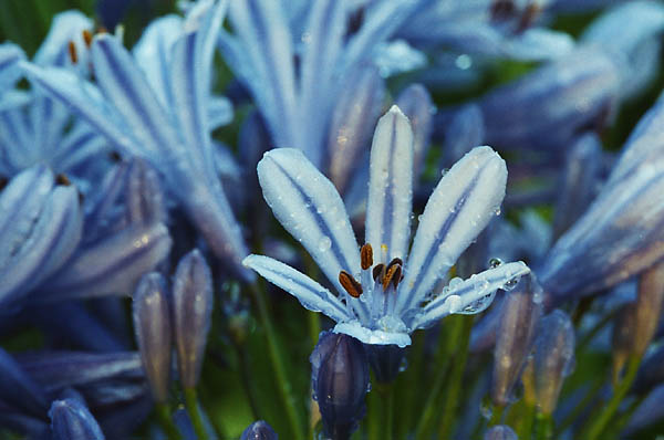 Lily of the Nile (Agapanthus orientalis), 2001 - by David J. L'Hoste