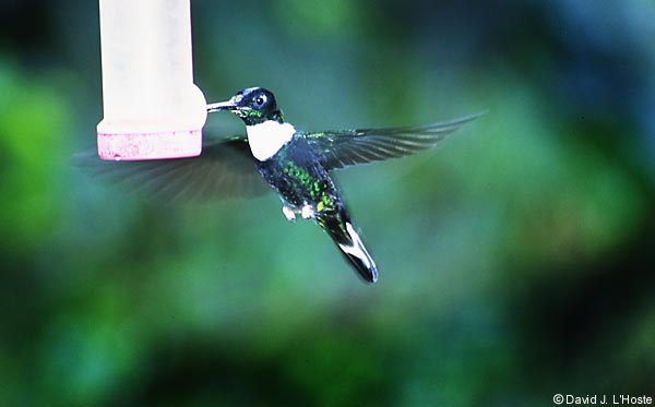 ECUADOR 2001 -- Collared Inca --  by David J. L'Hoste
