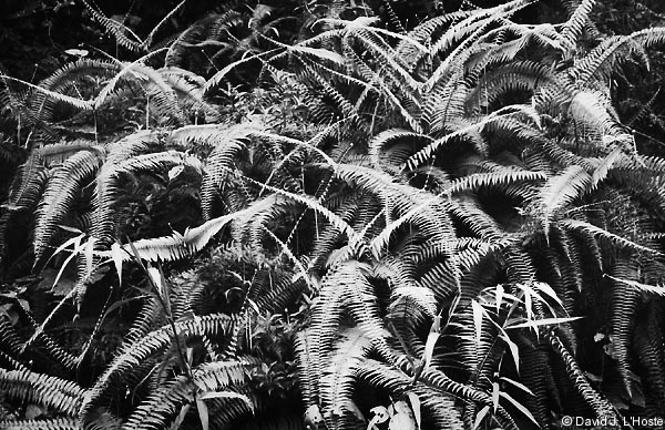 ECUADOR 2001 -- Ferns -- Bellavista -- by David J. L'Hoste