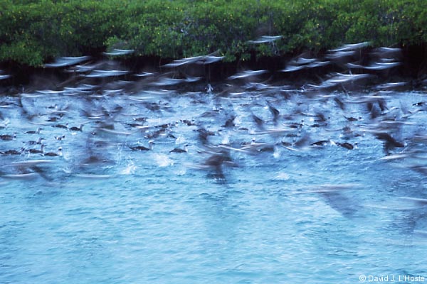 ECUADOR 2001 -- Blue-footed Boobies -- Ibataca Canal -- by David J. L'Hoste