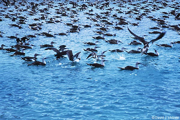 ECUADOR 2001 -- Blue-footed Boobies -- Ibataca Canal -- by David J. L'Hoste