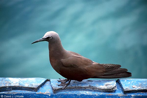 ECUADOR 2001 -- Brown Noddy -- by David J. L'Hoste