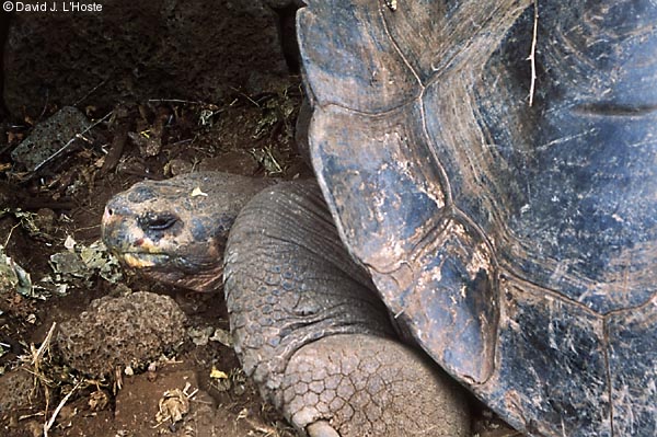 ECUADOR 2001 -- Galapagos Tortoise -- by David J. L'Hoste