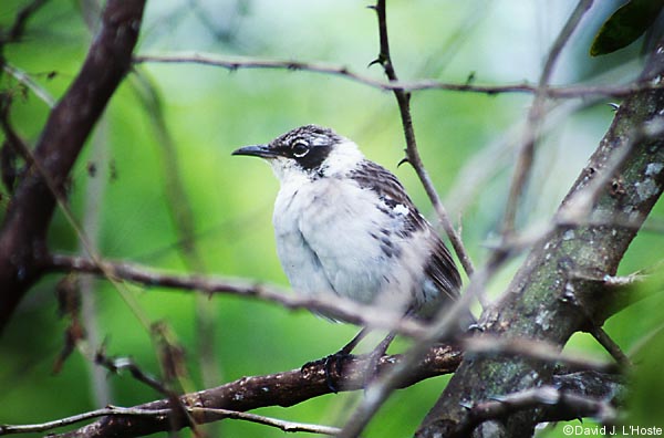 ECUADOR 2001 -- Galapagos Mockingbird -- by David J. L'Hoste