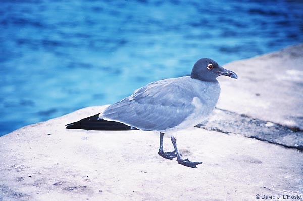 ECUADOR 2001 -- Lava Gull -- by David J. L'Hoste
