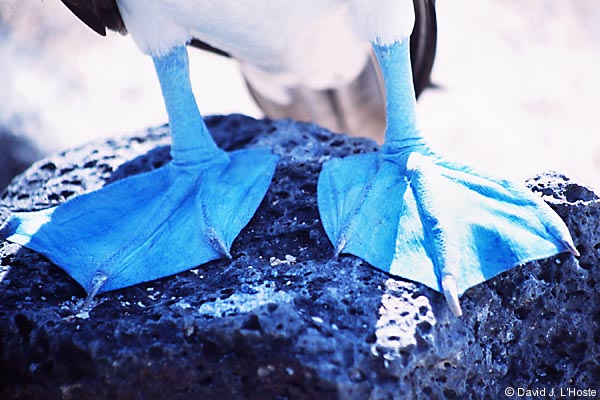 ECUADOR 2001 -- Blue-footed Booby -- by David J. L'Hoste