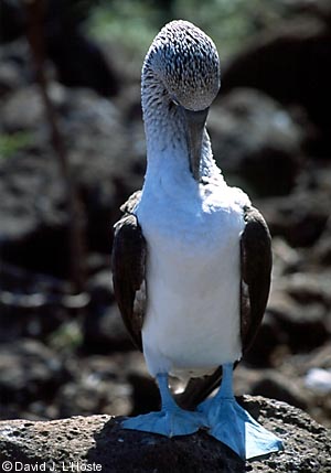 ECUADOR 2001 -- Blue-footed Booby -- by David J. L'Hoste