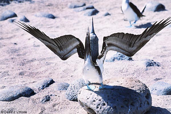 ECUADOR 2001 -- Blue-footed Booby -- by David J. L'Hoste