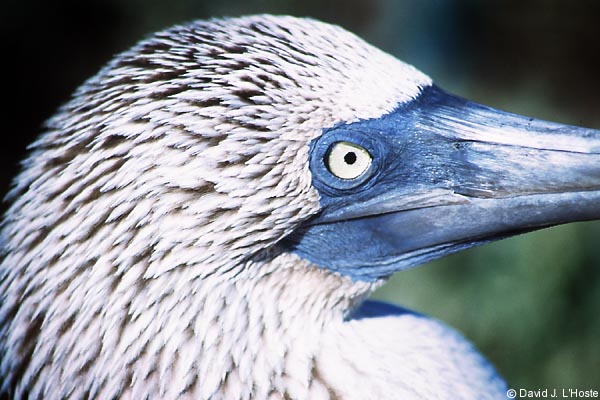 ECUADOR 2001 -- Blue-footed Booby -- by David J. L'Hoste