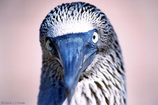 ECUADOR 2001 -- Blue-footed Booby -- by David J. L'Hoste