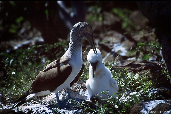 ECUADOR 2001 -- Blue-footed Booby -- by David J. L'Hoste