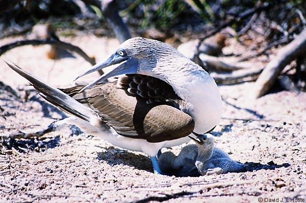 ECUADOR 2001 -- Blue-footed Booby -- by David J. L'Hoste