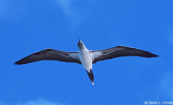 ECUADOR 2001 -- Blue-footed Booby -- by David J. L'Hoste