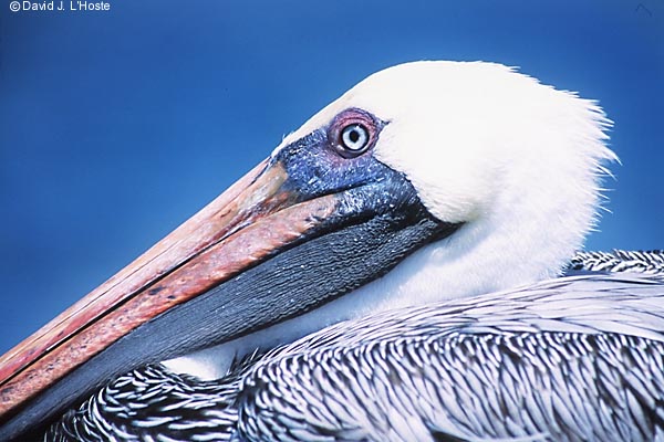 ECUADOR 2001 -- Brown Pelican -- by David J. L'Hoste