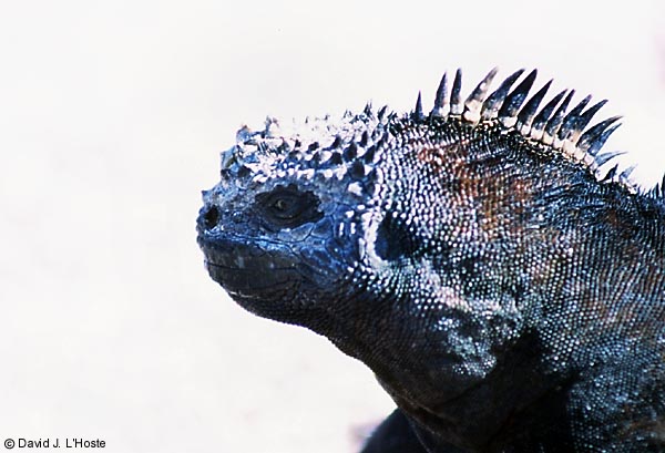 ECUADOR 2001 -- Marine Iguana -- by David J. L'Hoste