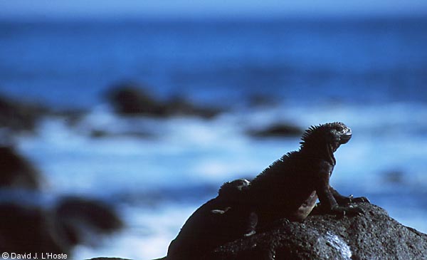ECUADOR 2001 -- Marine Iguana -- by David J. L'Hoste