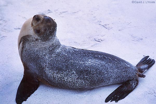 ECUADOR 2001 -- Galapagos Sea Lion (Zalophus californianus wollebacki) -- by David J. L'Hoste