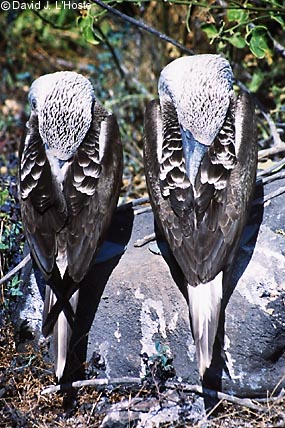 ECUADOR 2001 -- Blue-footed Boobies -- by David J. L'Hoste