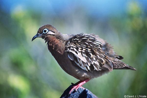 ECUADOR 2001 -- Galapagos Dove -- Espanola Island -- by David J. L'Hoste