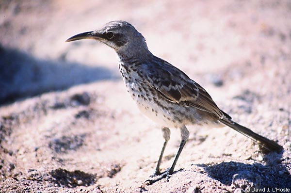 ECUADOR 2001 -- Hood Mockingbird -- Espanola Island -- by David J. L'Hoste