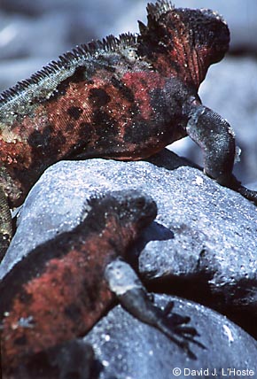 ECUADOR 2001 -- Marine Iguanas -- Espanola Island -- by David J. L'Hoste