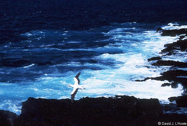 Nazca Booby -- Espanola Island