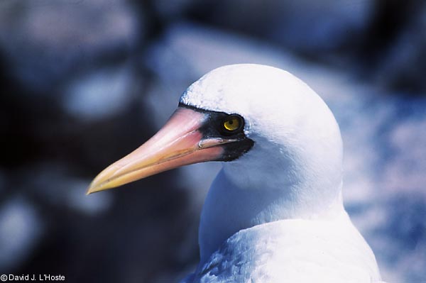 ECUADOR 2001 -- Nazca Booby -- Espanola Island -- by David J. L'Hoste