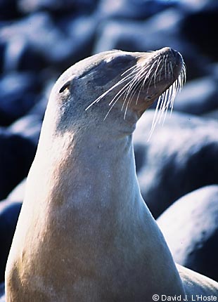 ECUADOR 2001 -- Galapagos Sea Lion (Zalophus californianus wollebacki) -- Espanola Island -- by David J. L'Hoste