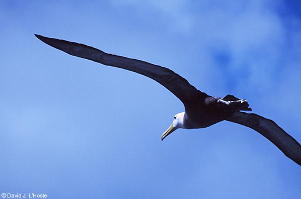 ECUADOR 2001 -- Waved Albatrosses -- Espanola Island -- by David J. L'Hoste