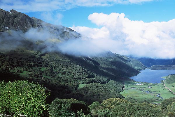 ECUADOR 2001 -- Near Papallacta --  by David J. L'Hoste