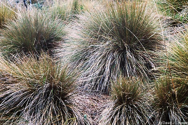 ECUADOR 2001 -- On the Paramo --  by David J. L'Hoste