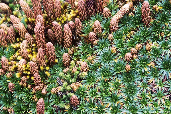 ECUADOR 2001 -- Paramo Vegetation --  by David J. L'Hoste