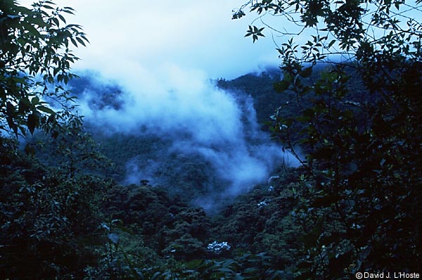 ECUADOR 2001 -- Bellavista --  by David J. L'Hoste
