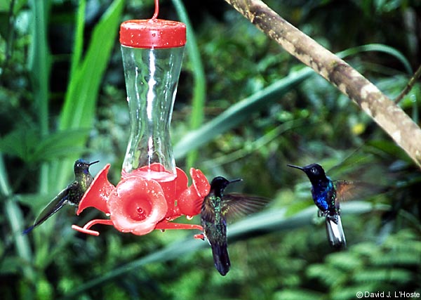 ECUADOR 2001 -- Violet-tailed Sylph (left) and Velvet-purple Coronets --  by David J. L'Hoste