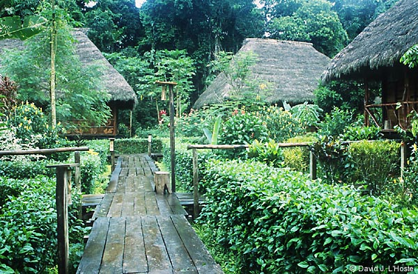 ECUADOR 2001 -- Cabins at Sacha Lodge --  by David J. L'Hoste