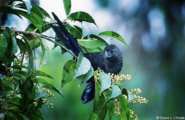ECUADOR 2001 -- Smooth-billed Ani --  by David J. L'Hoste