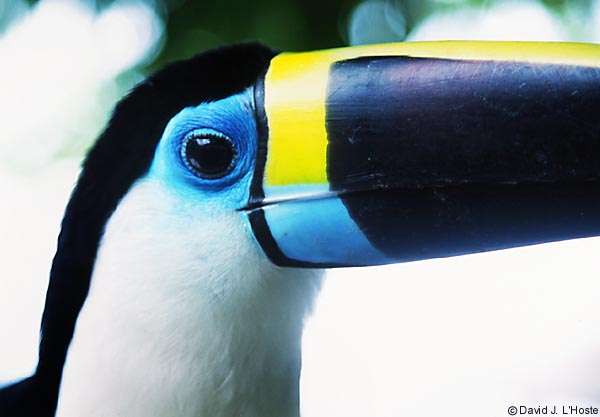 ECUADOR 2001 -- White-throated Toucan (captive) at Coca --  by David J. L'Hoste