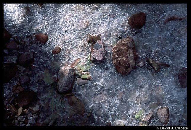 Icy Stream, Arizona 2001  -- by David J. L'Hoste