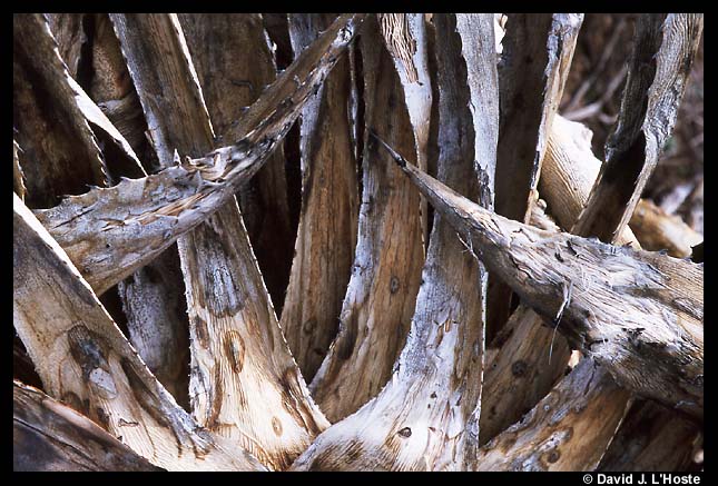 Dead Yucca, Arizona 2001  -- by David J. L'Hoste