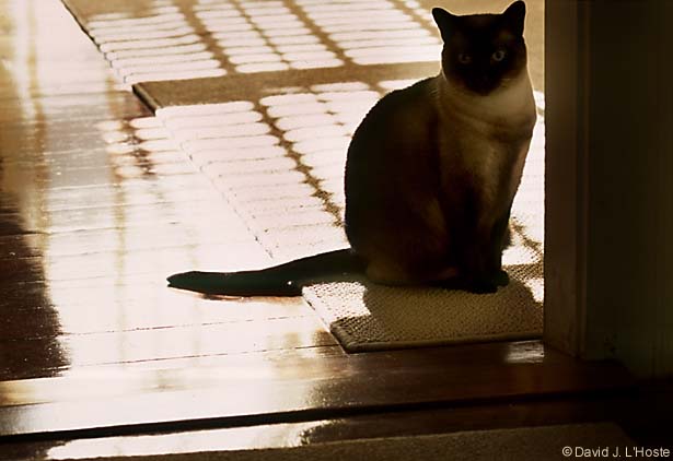 Penta, 2002 - by David J. L'Hoste