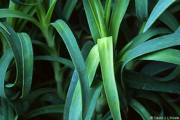 Greens,  2002 - by David J. L'Hoste